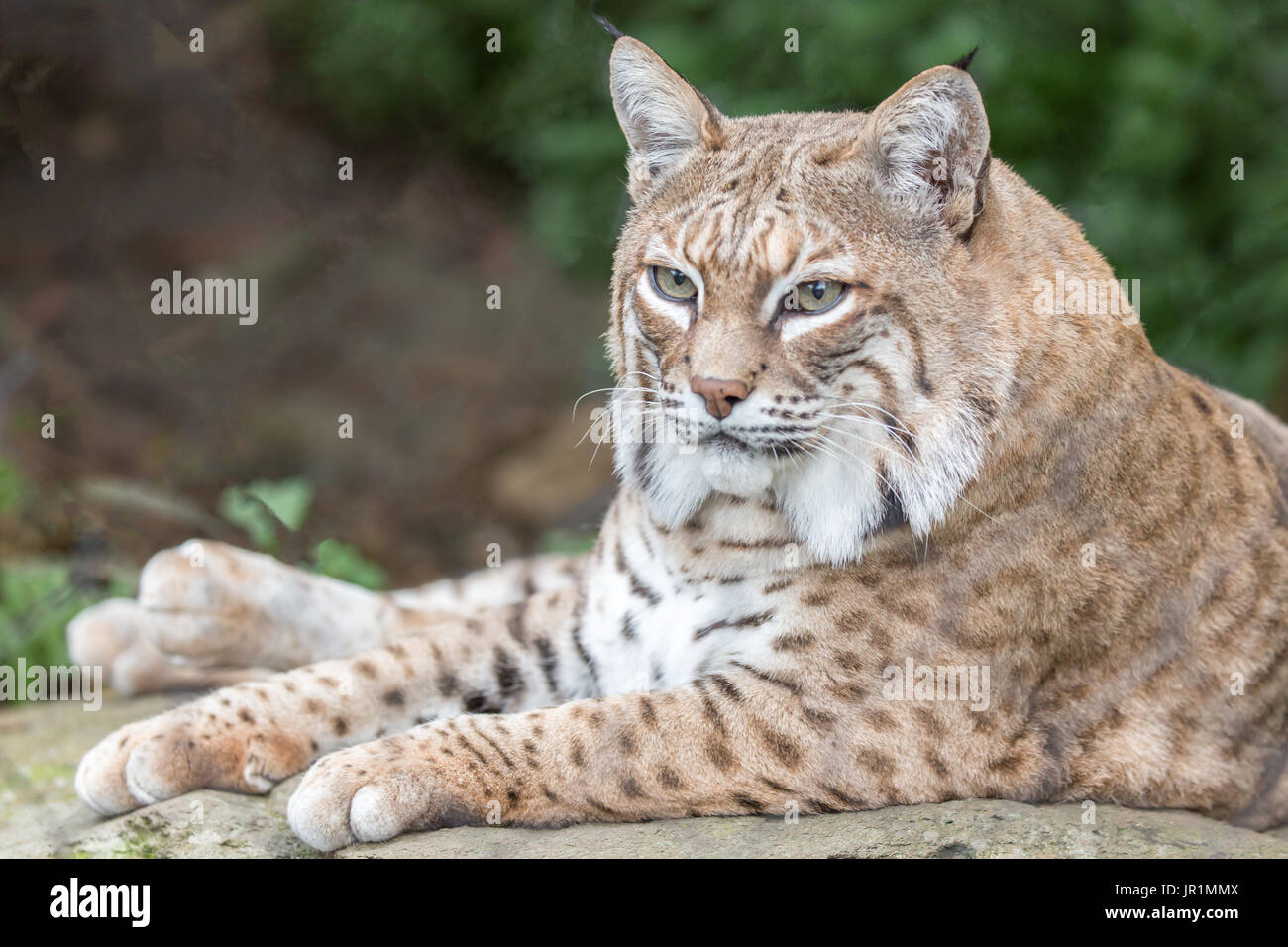 Lynx roux (Lynx rufus californicus) reposant sur un rocher et posant. Banque D'Images