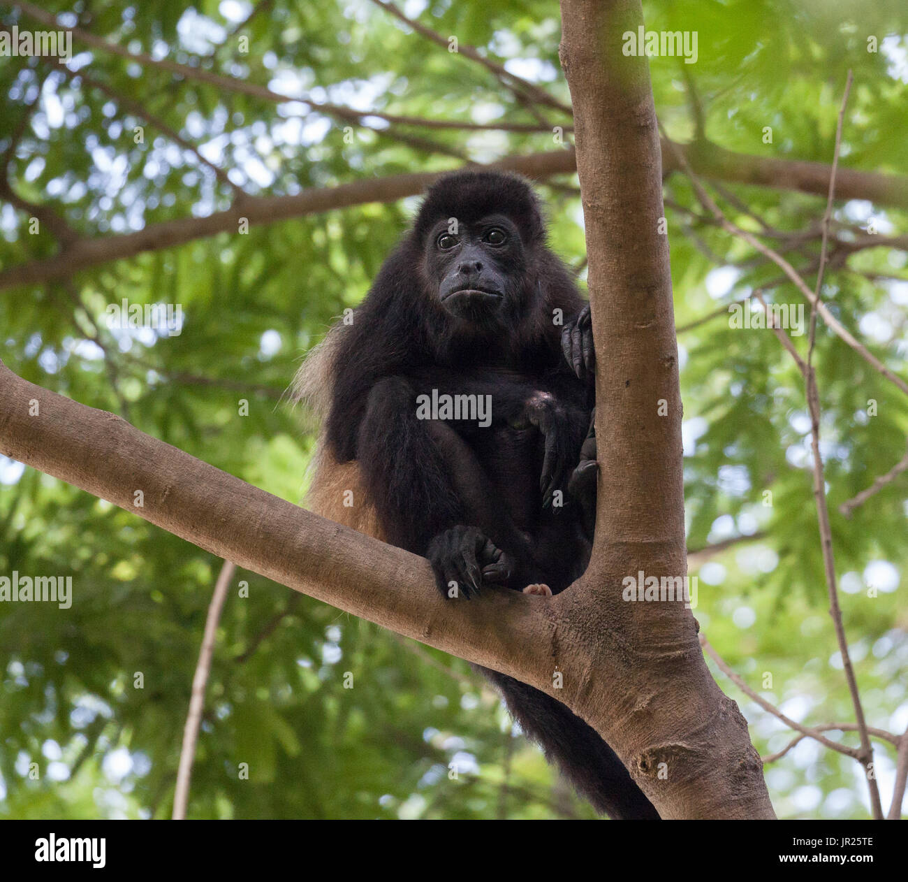 Singe hurleur Banque D'Images