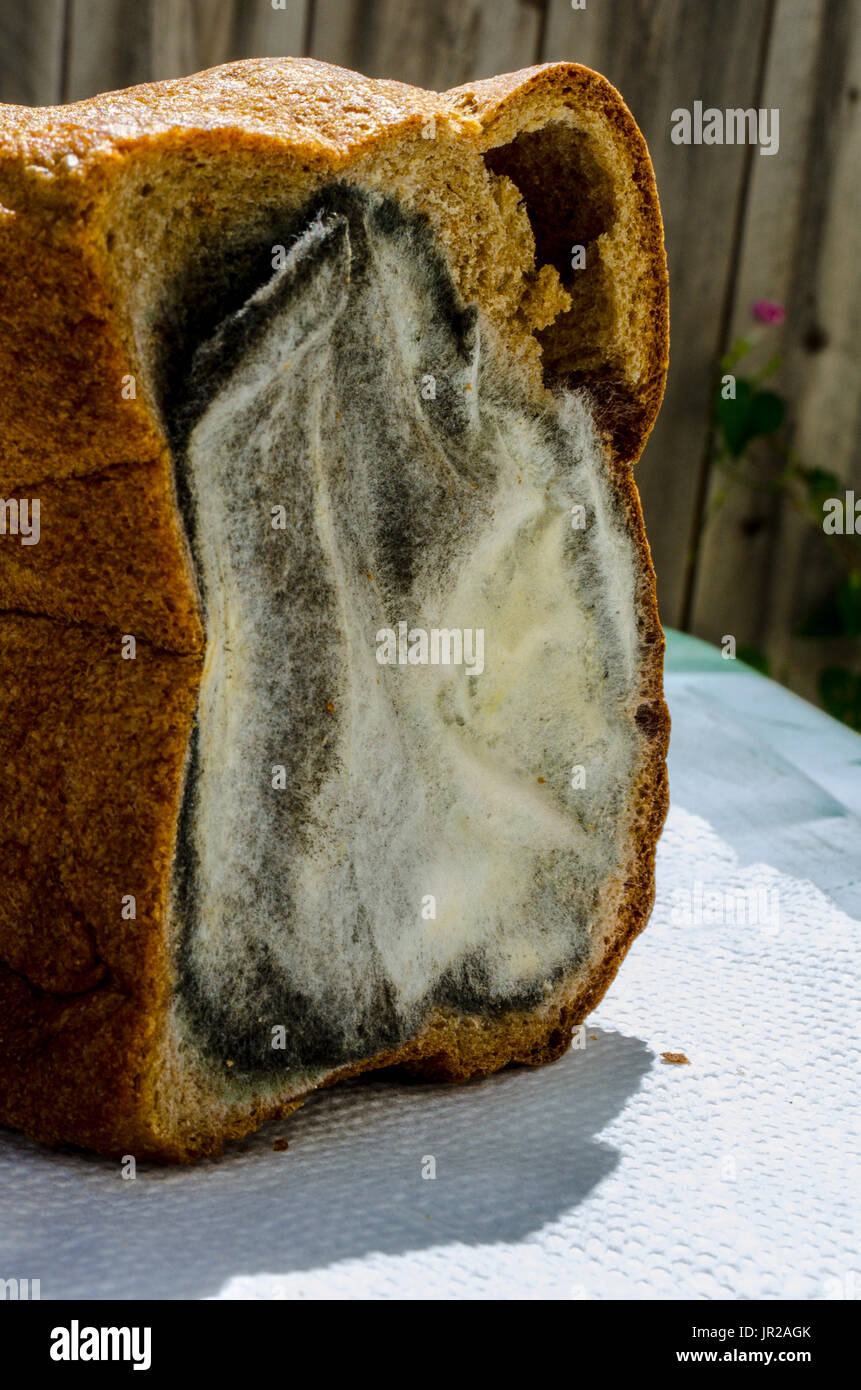 Une épaisse couche de moisissure sur un pain de blé entier Pain fait maison Banque D'Images
