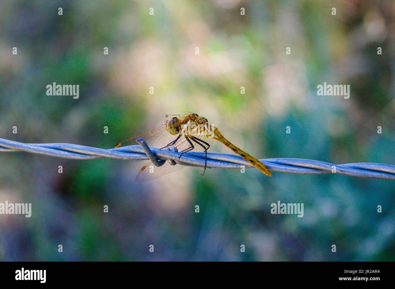 Une hémérocalle Meadowhawk près du Mont Lassen en Californie Banque D'Images