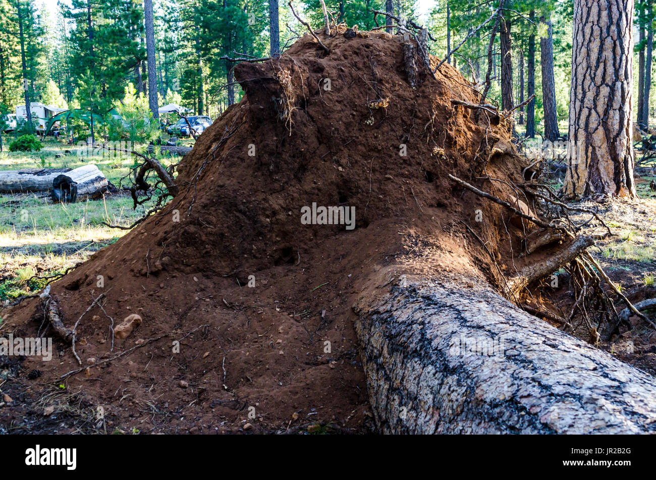 La motte de racines d'un arbre de pin ponderosa tombé Banque D'Images