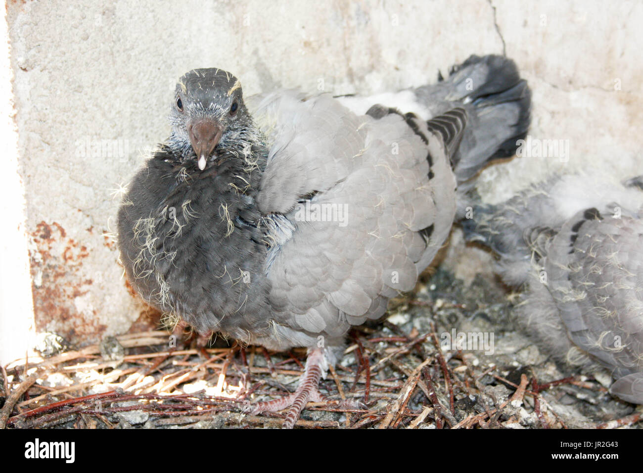 Baby Pigeon Banque D Image Et Photos Alamy