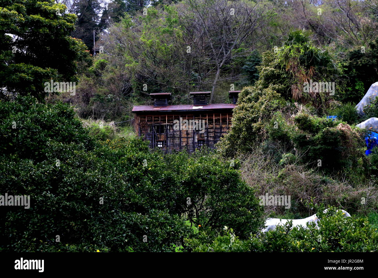 Un ancien entrepôt se trouve dans un verger Mikan Japonais sur un flanc de montagne dans le sud de la ville d'Odawara. Mt. Ishibashi est couverte de plantations d'agrumes et de vieux sh Banque D'Images