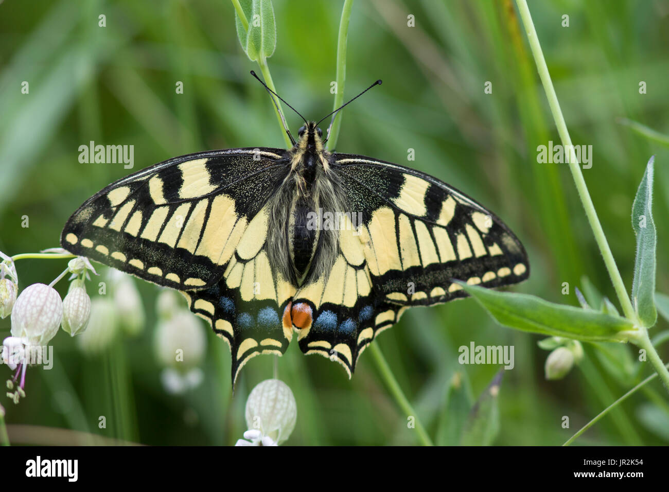 Ancien monde Papilio machaon), Italie Banque D'Images