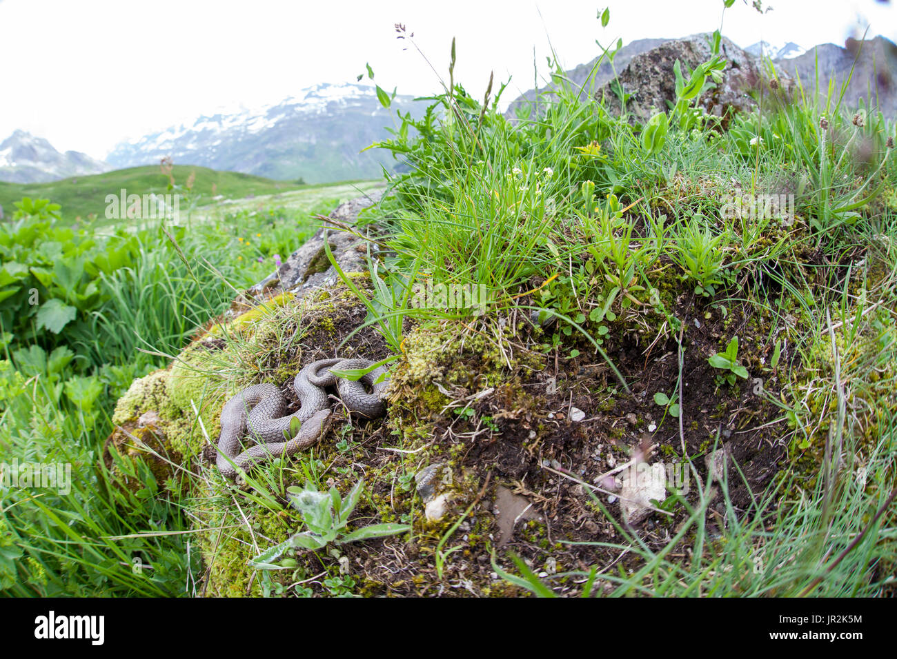 Vipère aspic (Vipera aspis atra) Concolore forme de ssp. Atra, in situ, Alpes, France Banque D'Images