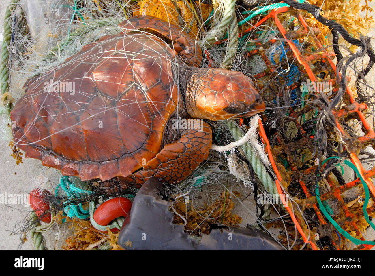 Tortue morte par déchets Banque de photographies et d’images à haute résolution Alamy