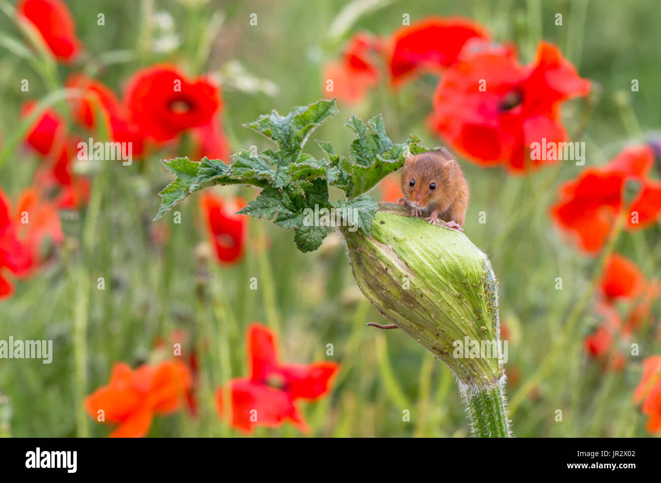 Chez les souris des fleurs sauvages en été - FR Banque D'Images