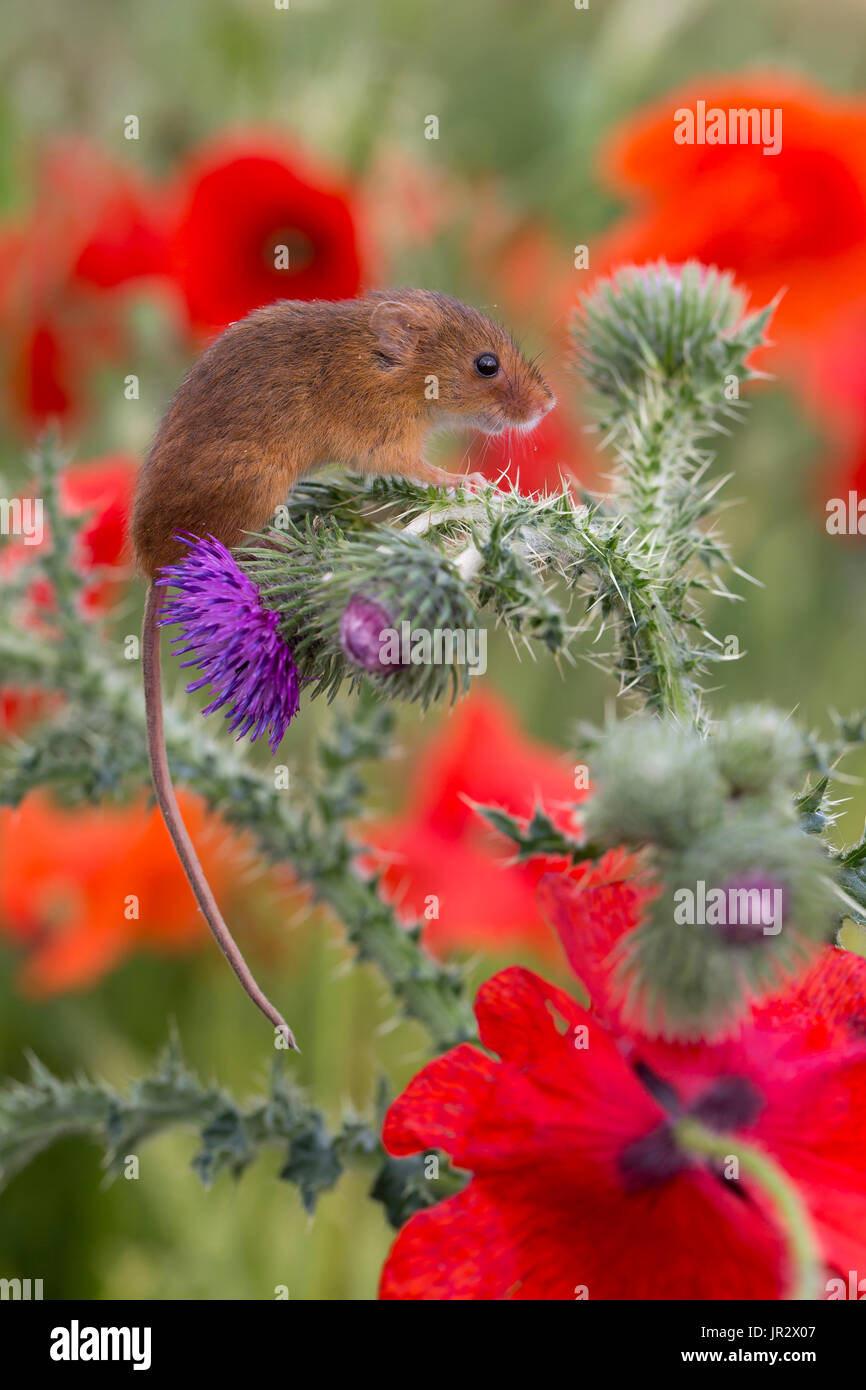 Chez les souris des fleurs sauvages en été - FR Banque D'Images