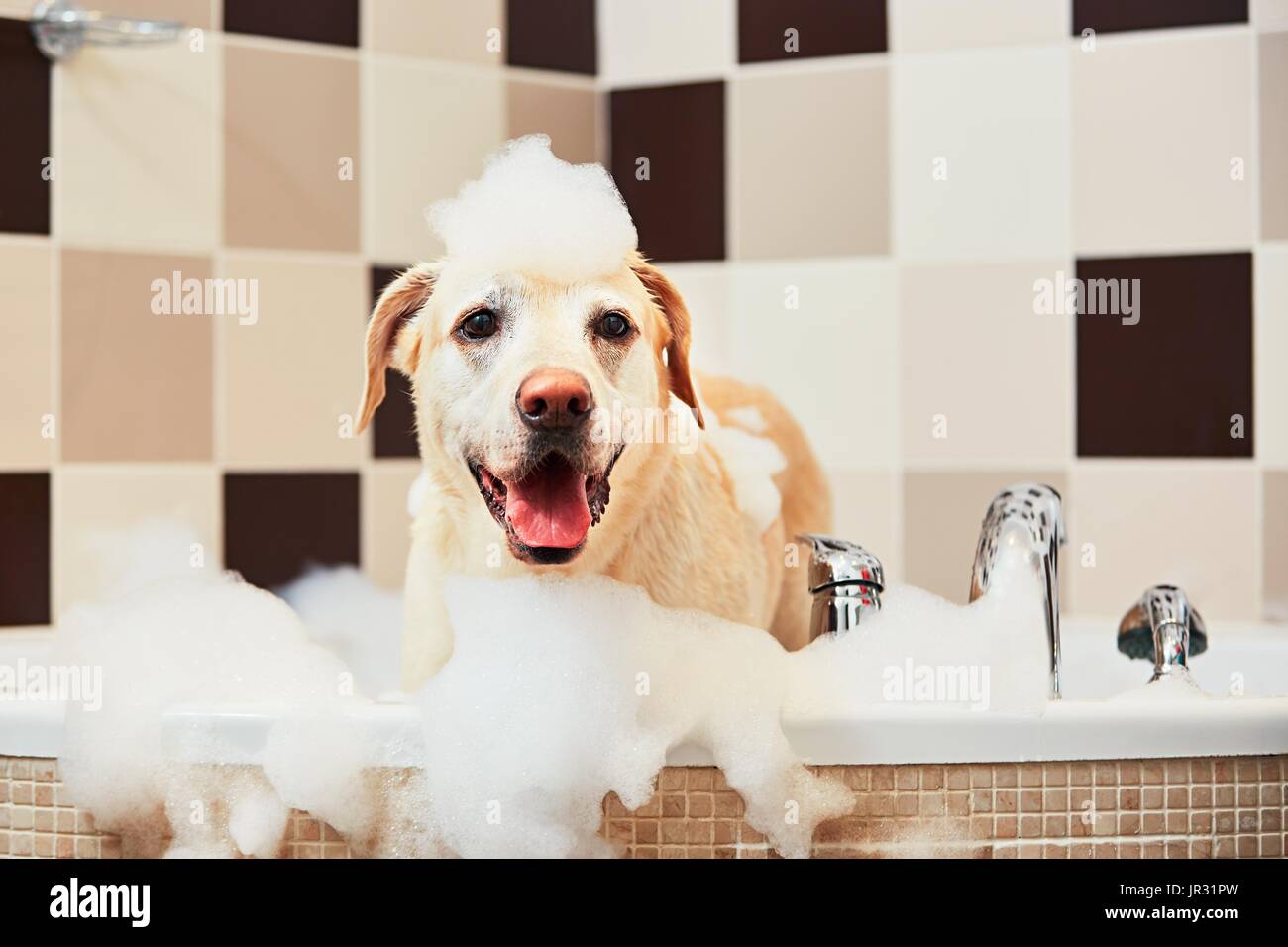 Echelle de la yellow labrador retriever. Bonheur chien prenant un bain moussant. Banque D'Images