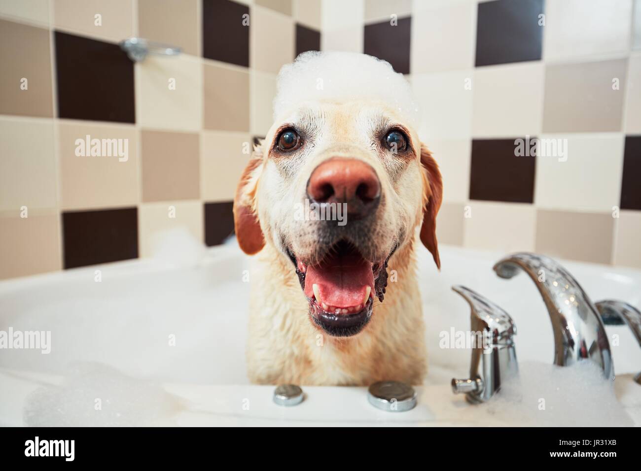 Echelle de la yellow labrador retriever. Bonheur chien prenant un bain moussant. Banque D'Images