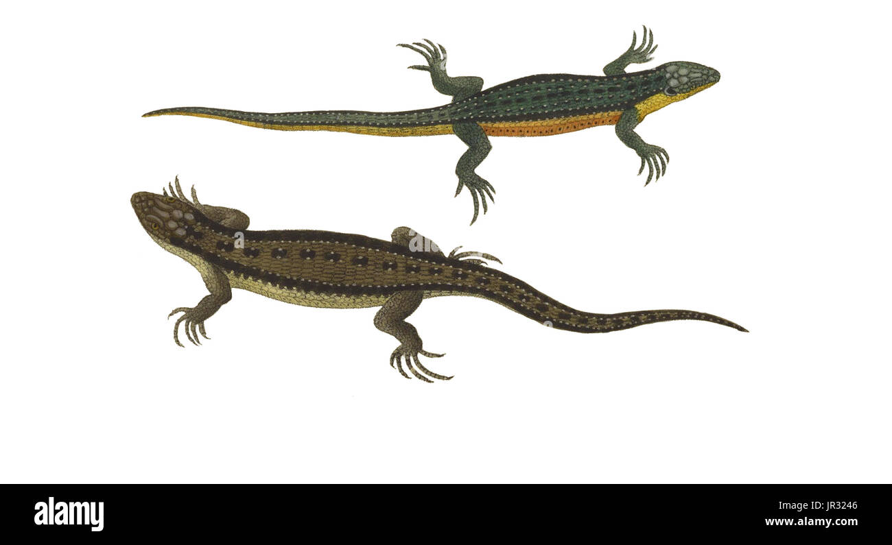 Les Lézards vivipares ou commune Banque D'Images