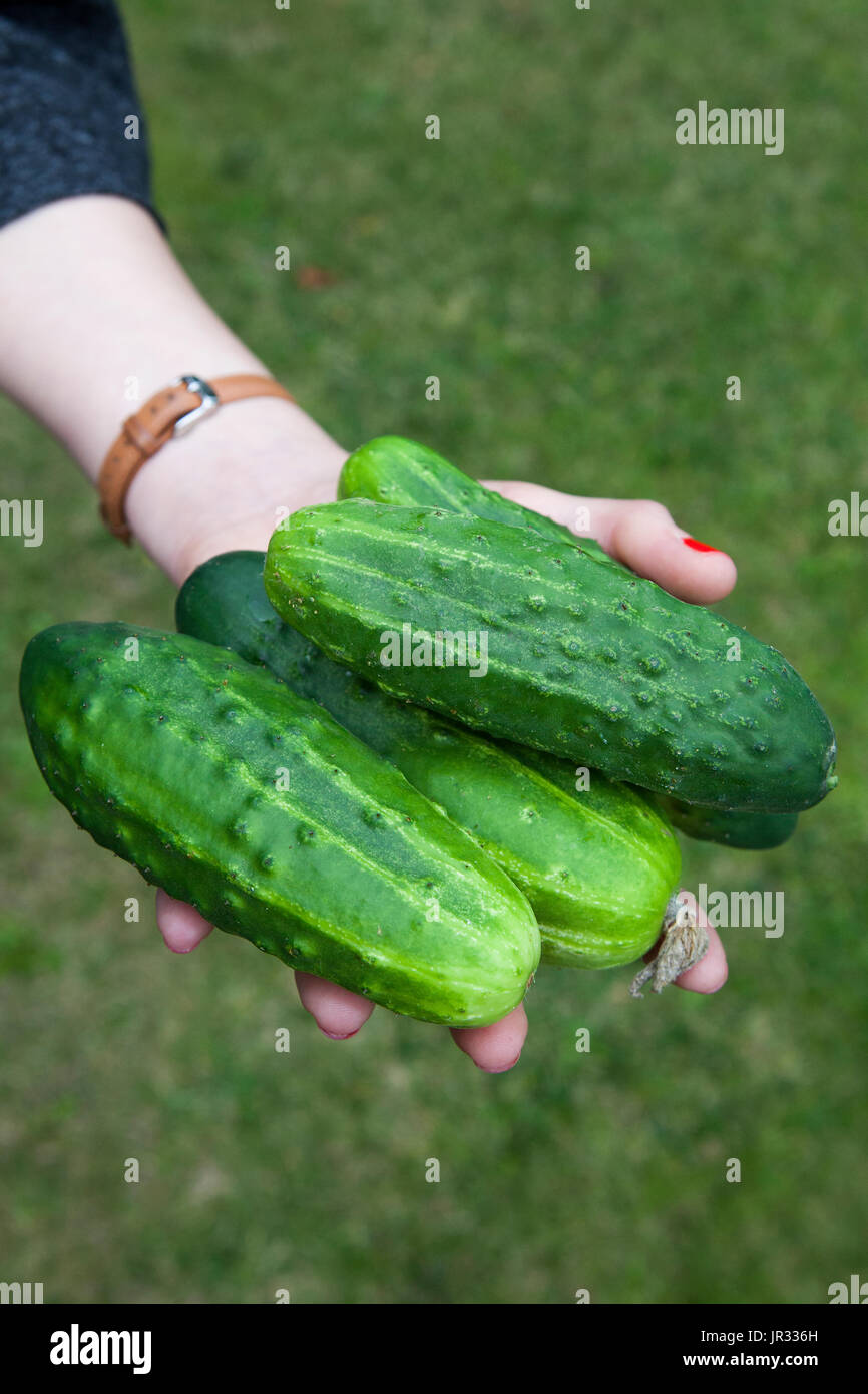Les concombres cultivés - Ogórki Banque D'Images
