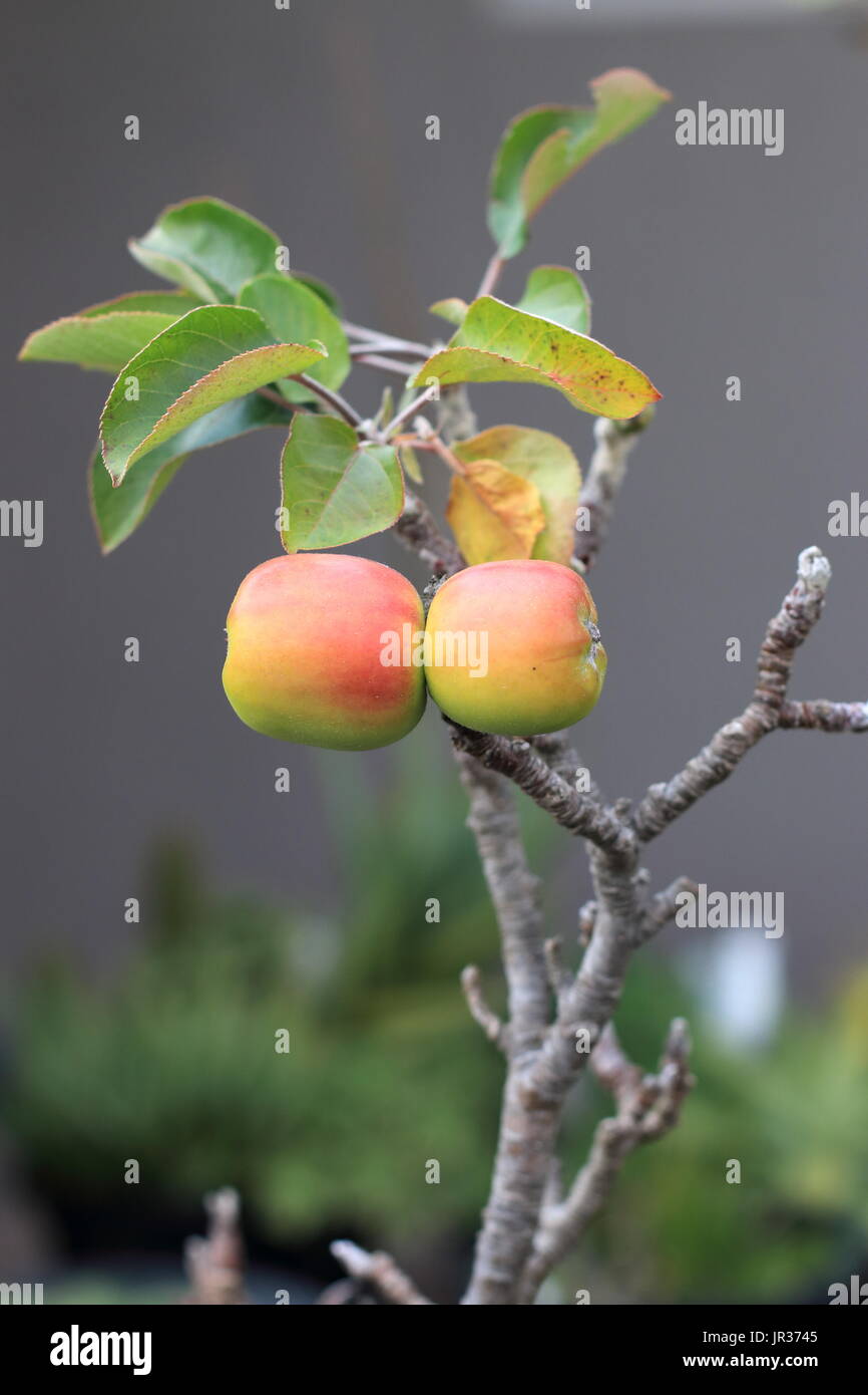 Les jeunes pommes sur une branche de pommier nain en automne Banque D'Images