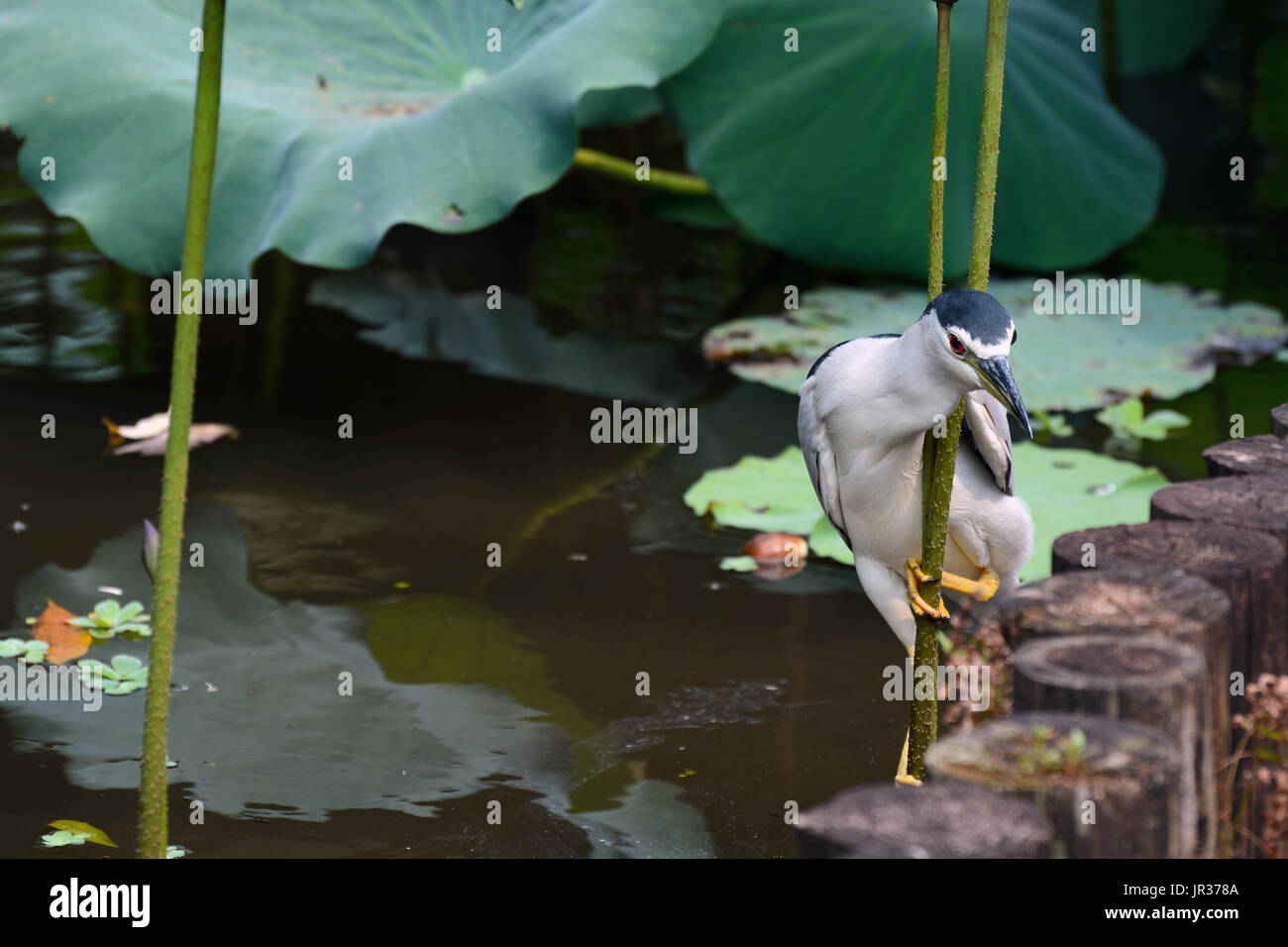 Des profils bihoreau gris en équilibre sur une tige de lotus pour chasser les poissons dans un étang de jardin botanique de Taipei Banque D'Images