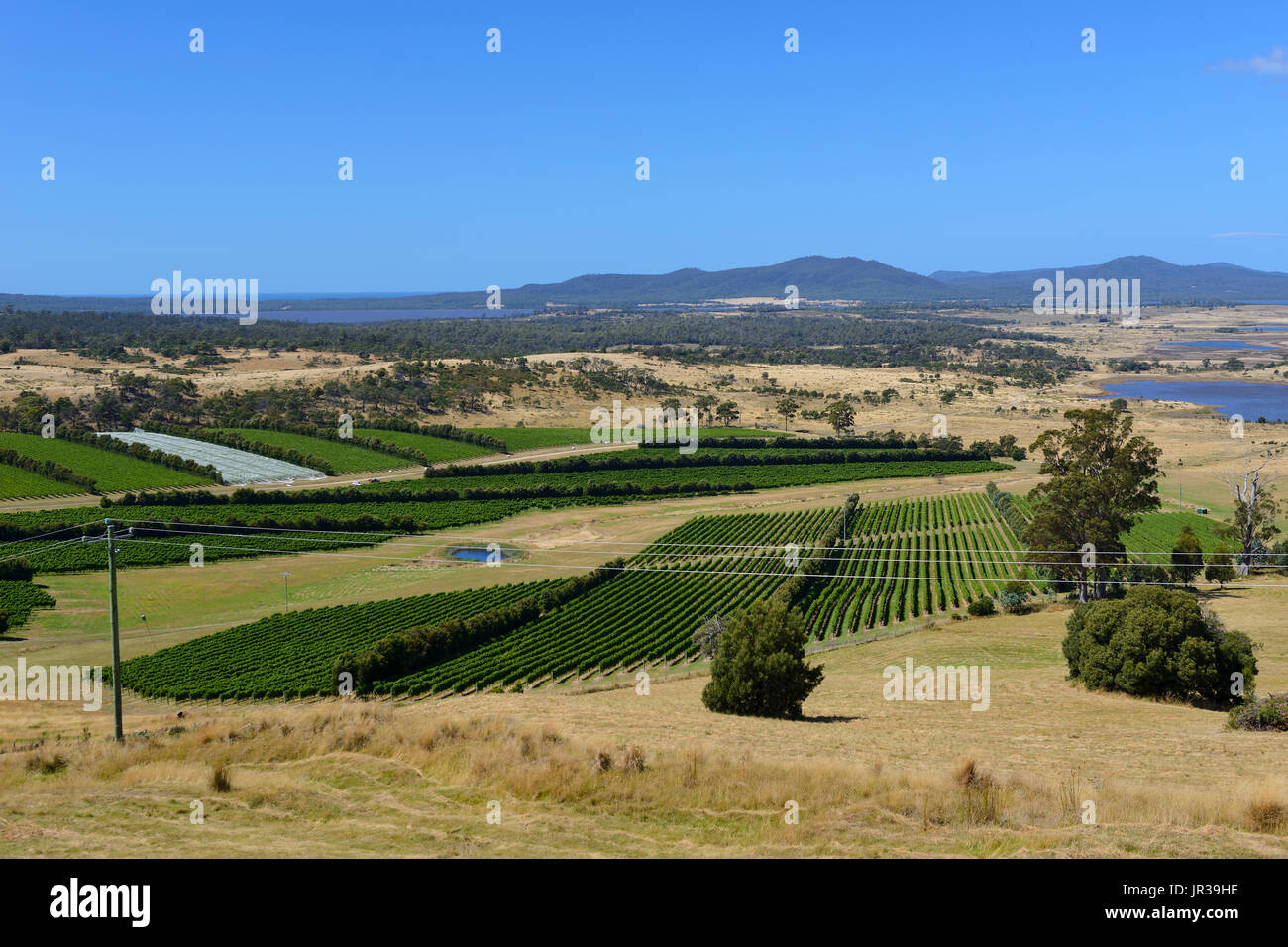 Vignobles autour de la ville de Apslawn sur autoroute Tasman sur la côte Est de la Tasmanie, Australie Banque D'Images