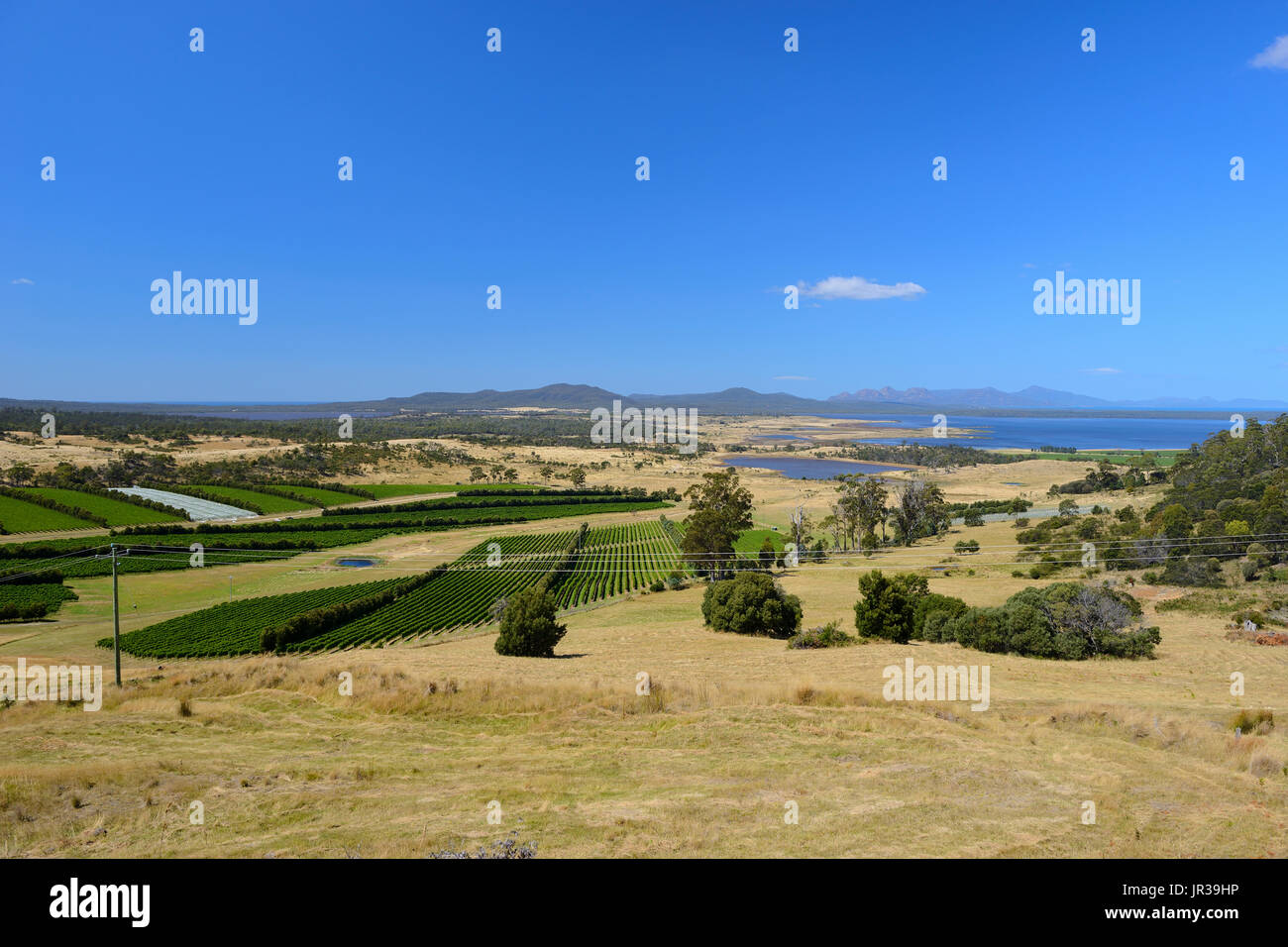 Vignobles autour de la ville de Apslawn sur autoroute Tasman sur la côte Est de la Tasmanie, Australie Banque D'Images
