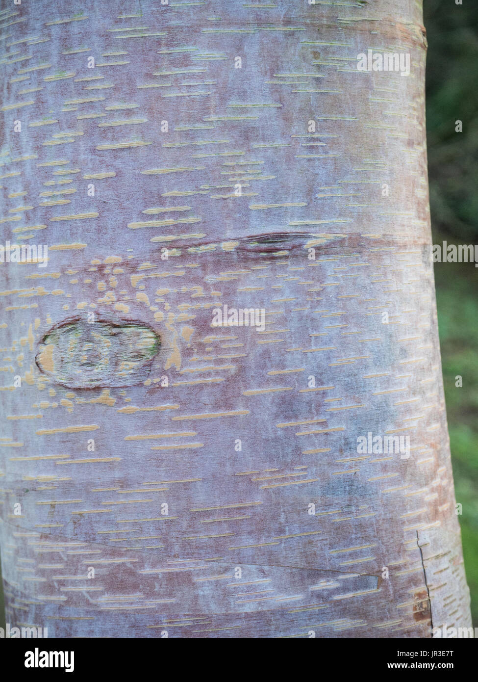 De près de l'Écorce blanc argenté de albosinensis Betula utilis Banque D'Images