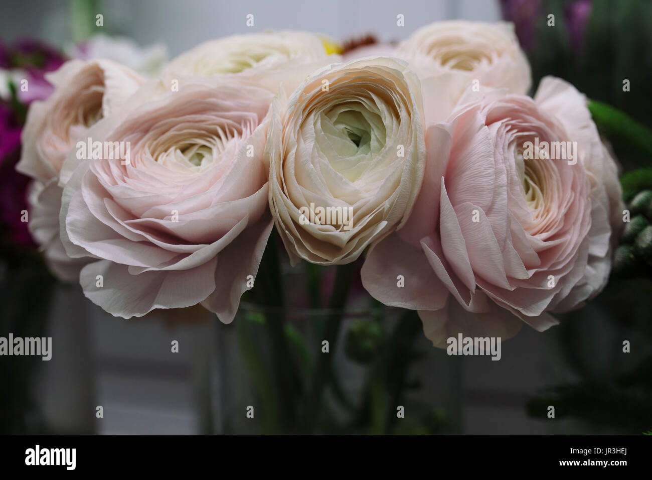 Rose pâle et blanc bouquet de renoncules. Des fleurs. Ranunculus asiaticus  renoncule persan Photo Stock - Alamy