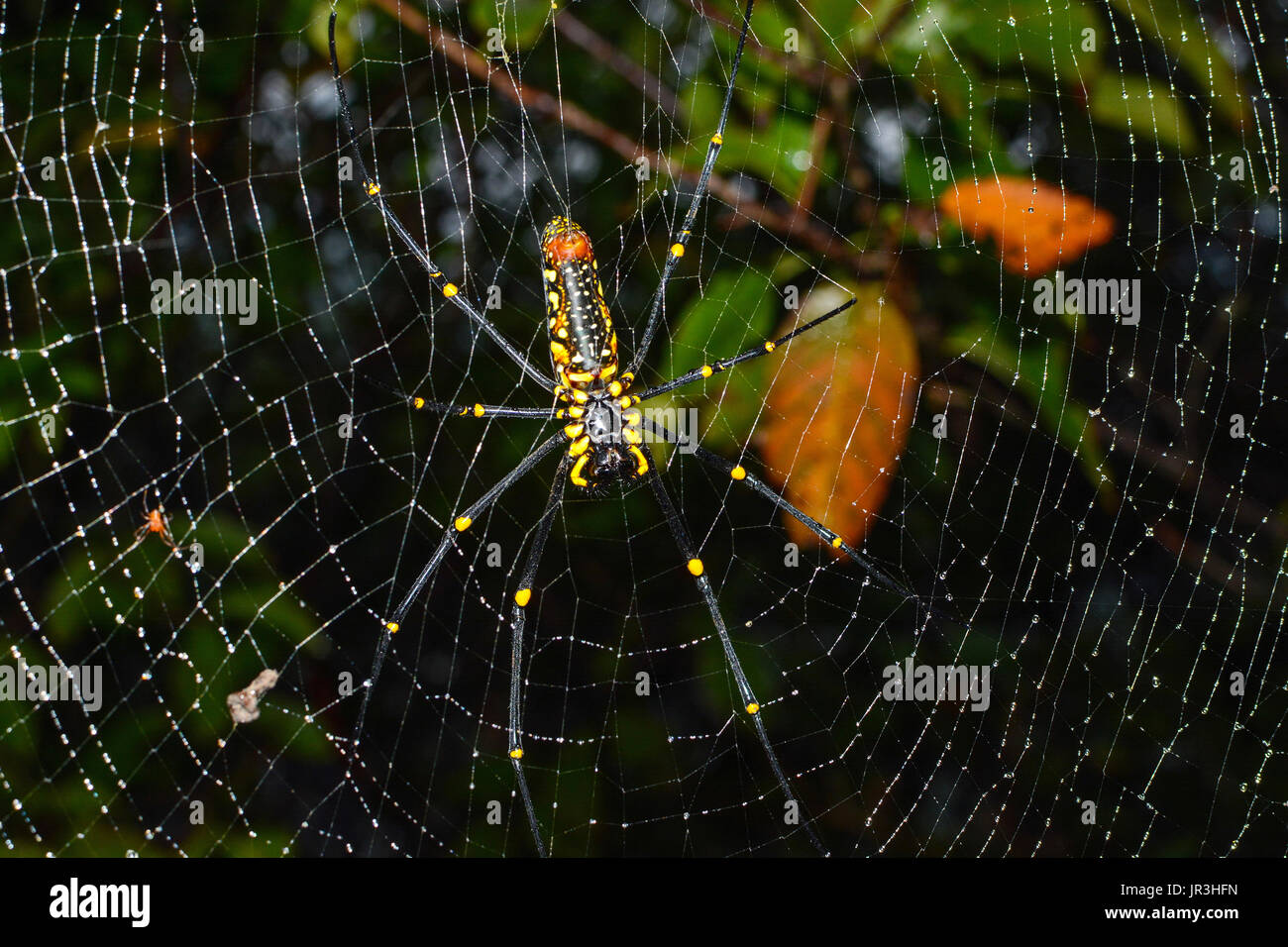 Gros plan du géant femelle golden orb weaver spider hanging on web, Nephila pilipes nom scientifique Banque D'Images