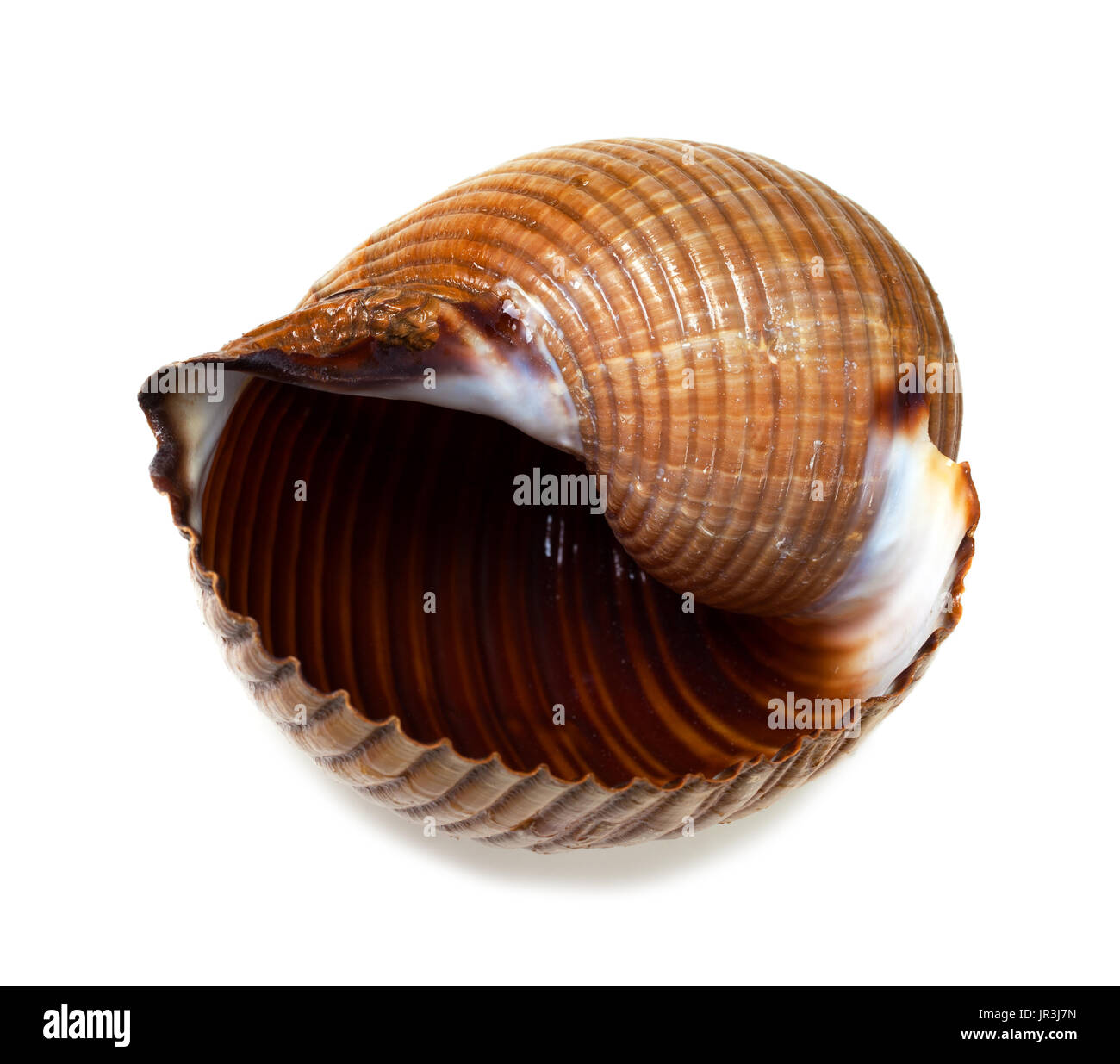 Grand escargot de mer comestible Banque de photographies et d’images à haute résolution Alamy