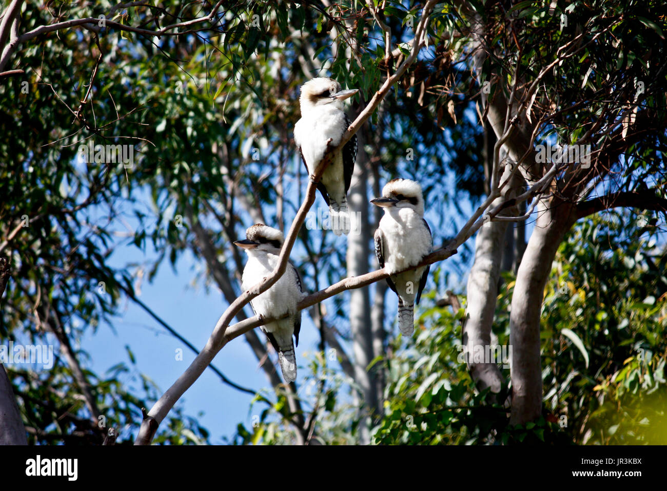 Trois indigènes d'Australie kookaburra oiseaux kingfisher en eucalyptus gum tree Banque D'Images
