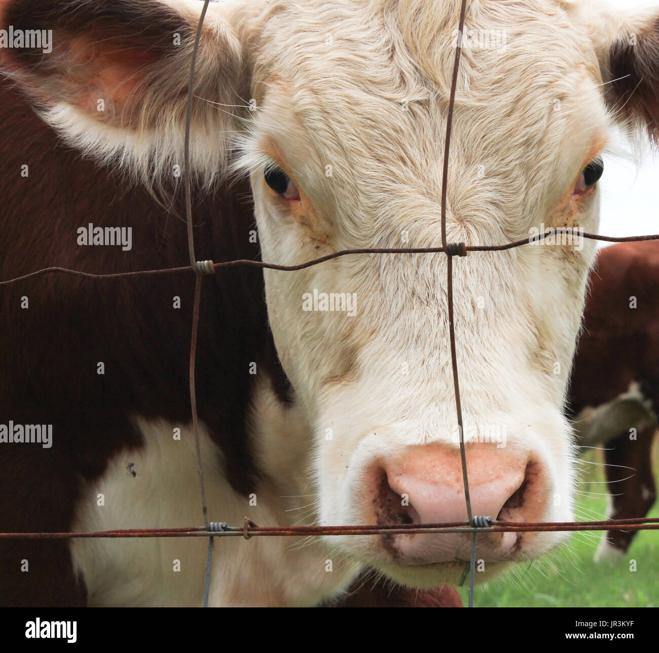 Tête de vache brun et blanc à la recherche à travers un grillage Banque D'Images