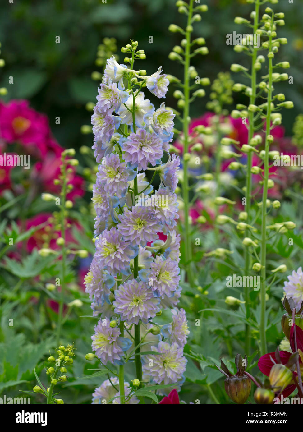 Delphinium 'Highlander' Dans Moonlight frontière jardin Banque D'Images