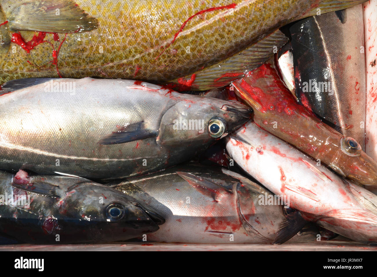 Différents types de poisson frais. De Lofoten, Norvège. Banque D'Images