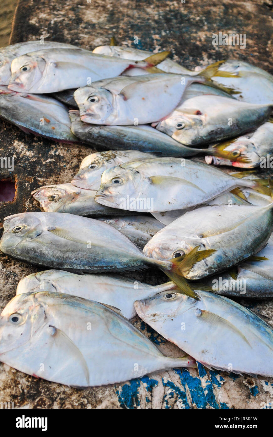 Moonfish péruvien ou Carita (Selene peruviana) dans le marché aux poissons. Manta. L'Équateur. Banque D'Images