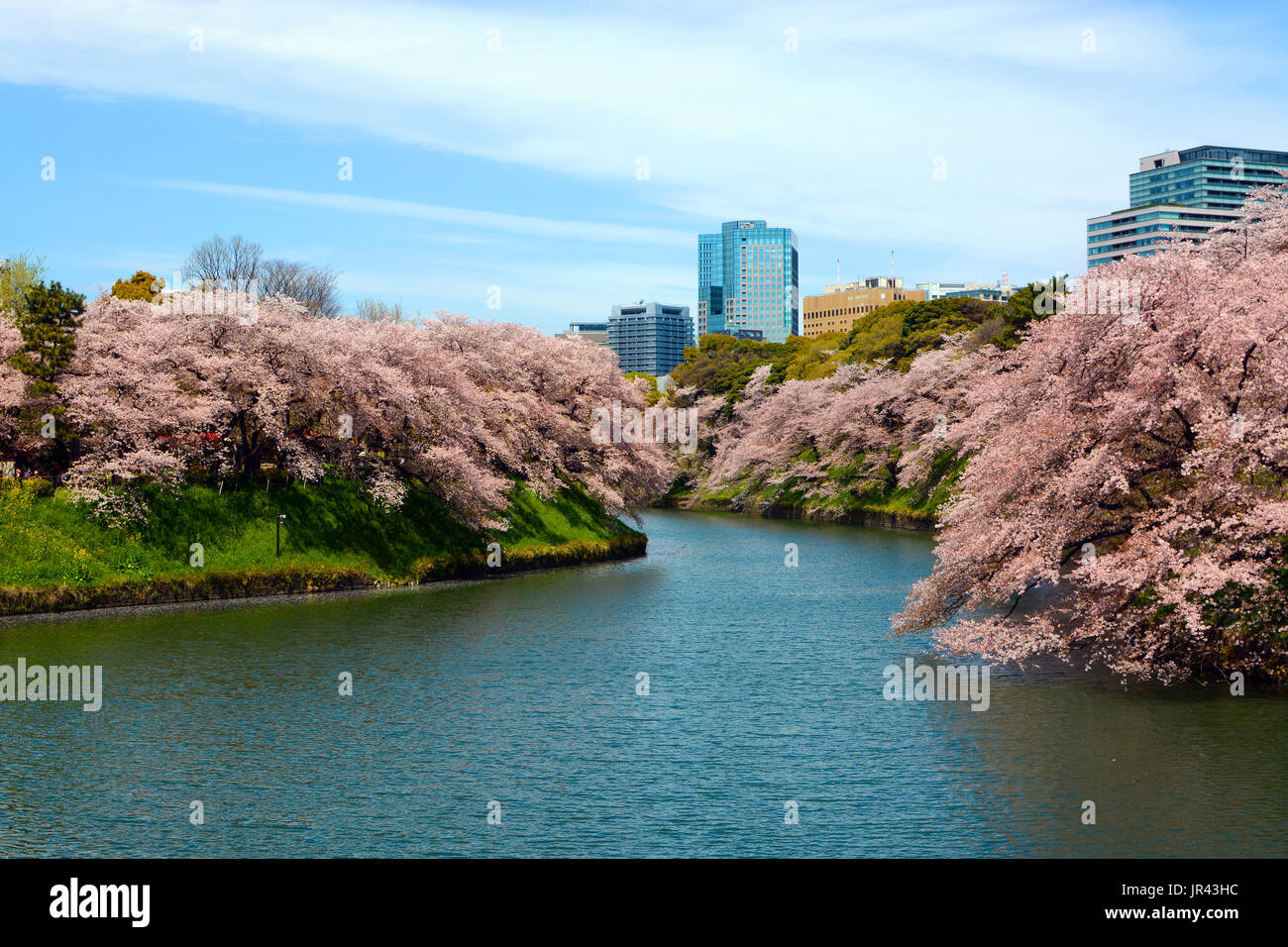 Les fleurs de cerisier au printemps sur les arbres au bord de l'emblématique Chidorigafuchi Moat à Tokyo, Japon Banque D'Images