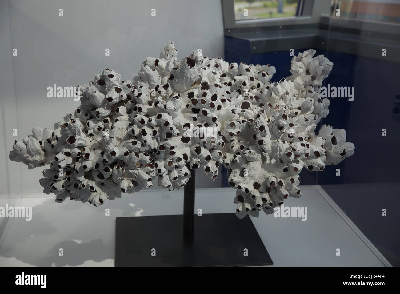 L'eau de javel dans le profond de l'oeuvre de corail à Kingston Upon Hull Banque D'Images