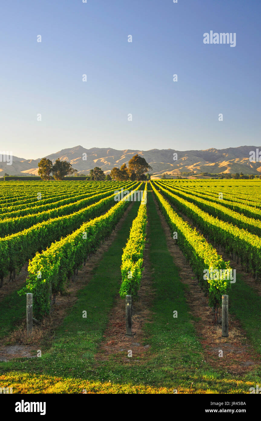 Rangées de vignes au lever du soleil, vignoble de Marlborough, vallée de Wairau, Blenheim, région de Marlborough, île du Sud, Nouvelle-Zélande Banque D'Images