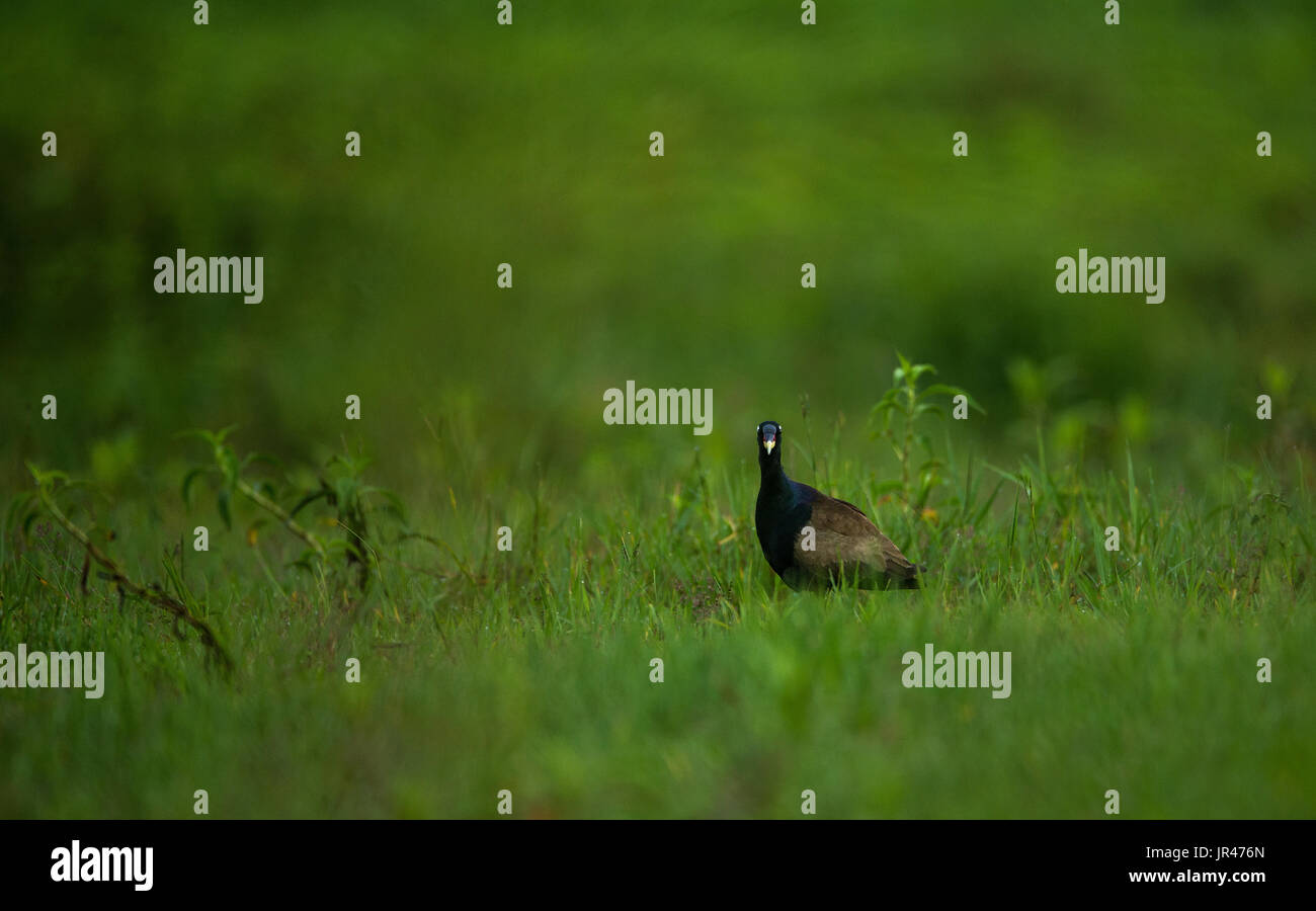 Un Bronze winged jacana dans son habitat à directement à l'appareil photo Banque D'Images