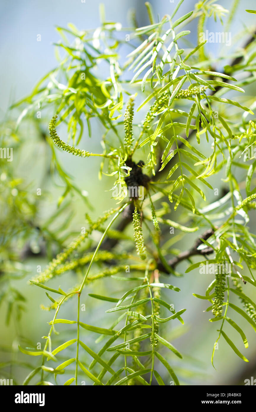 Les mesquites à partir d'une macro-vision Banque D'Images