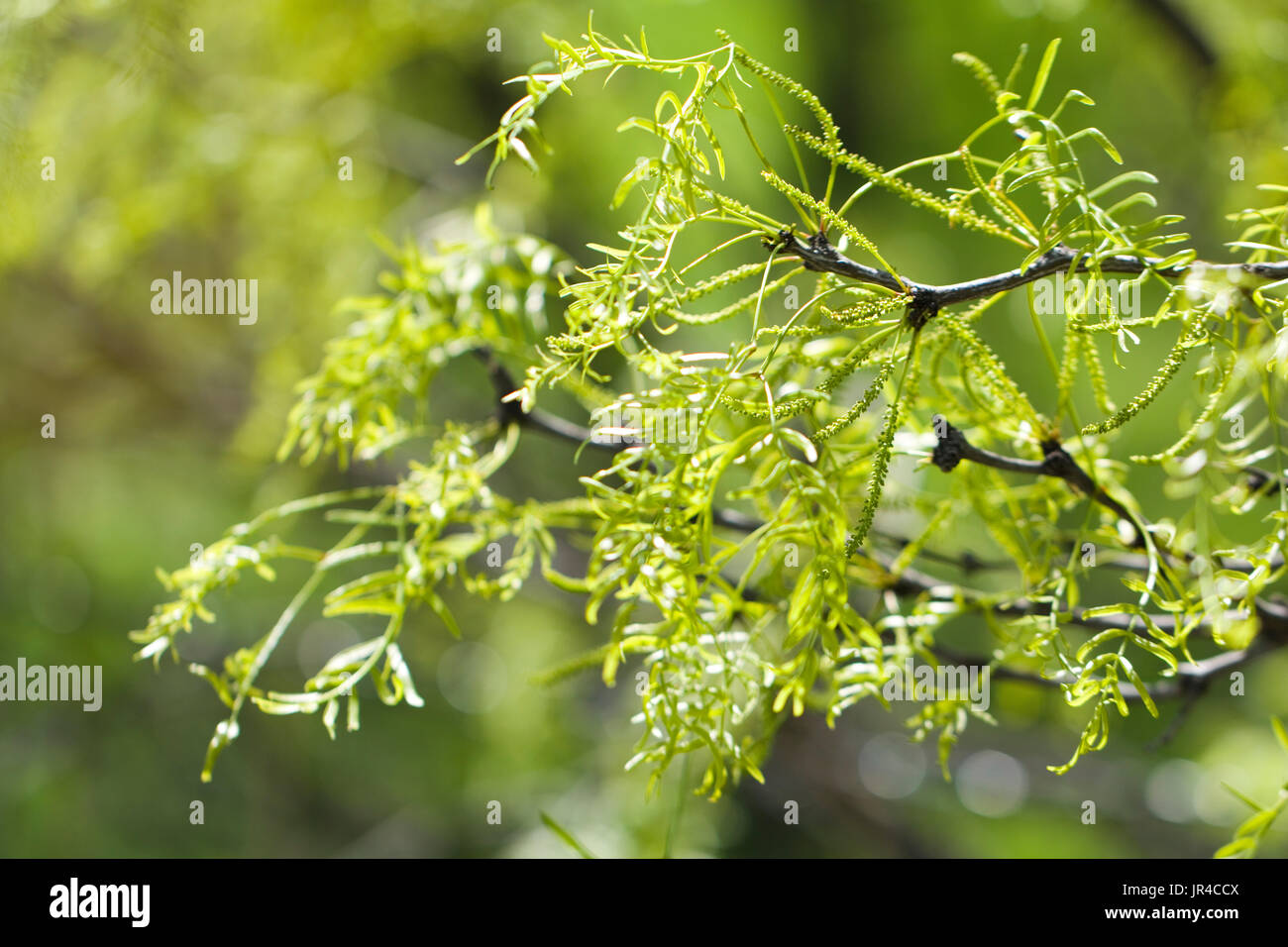 Les mesquites à partir d'une macro-vision Banque D'Images