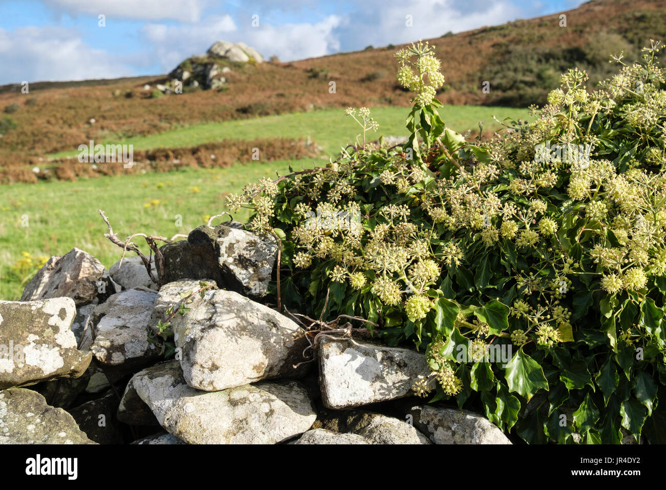 La floraison le lierre (Hedera helix) poussant sur un mur en pierre sèche dans la campagne en automne. Pays de Galles, Royaume-Uni, Angleterre Banque D'Images