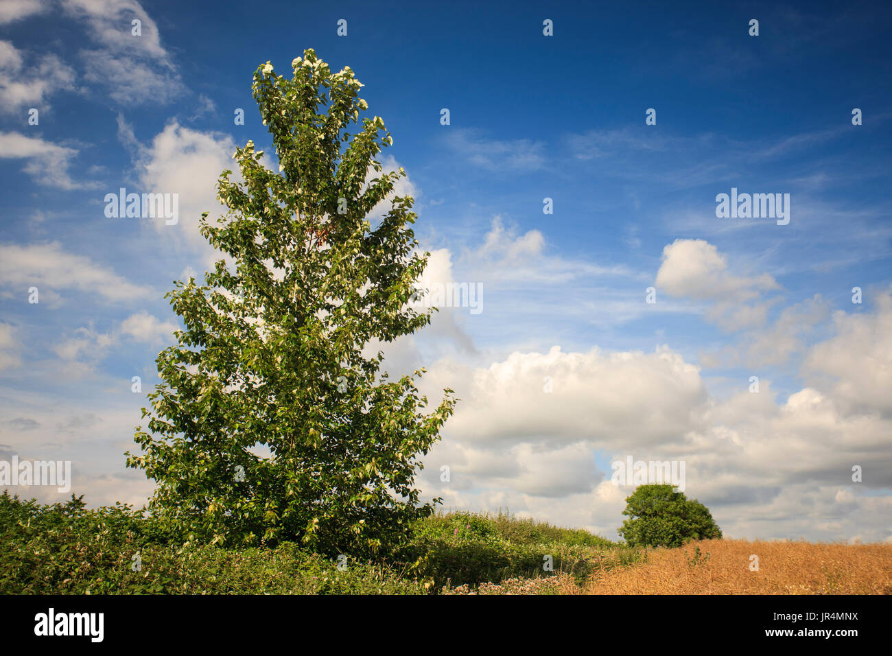 Un arbre isolé sur la haie. Banque D'Images