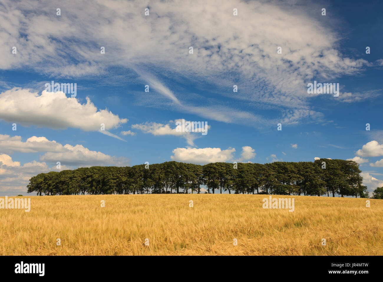 Une rangée d'arbres au bord d'un champ d'orge. Banque D'Images