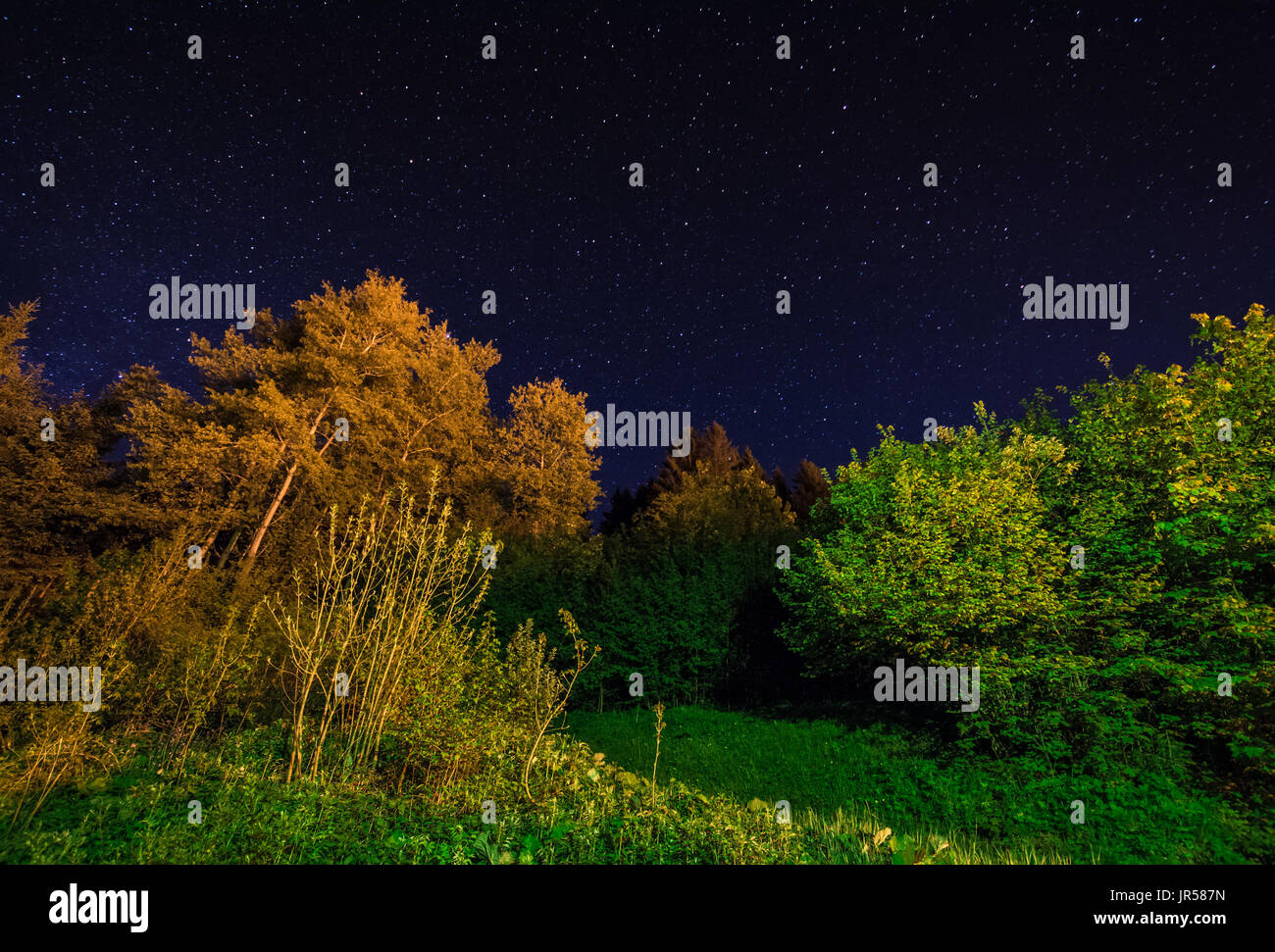Paysage aux arbres illuminés d'un ciel de nuit avec des étoiles Banque D'Images