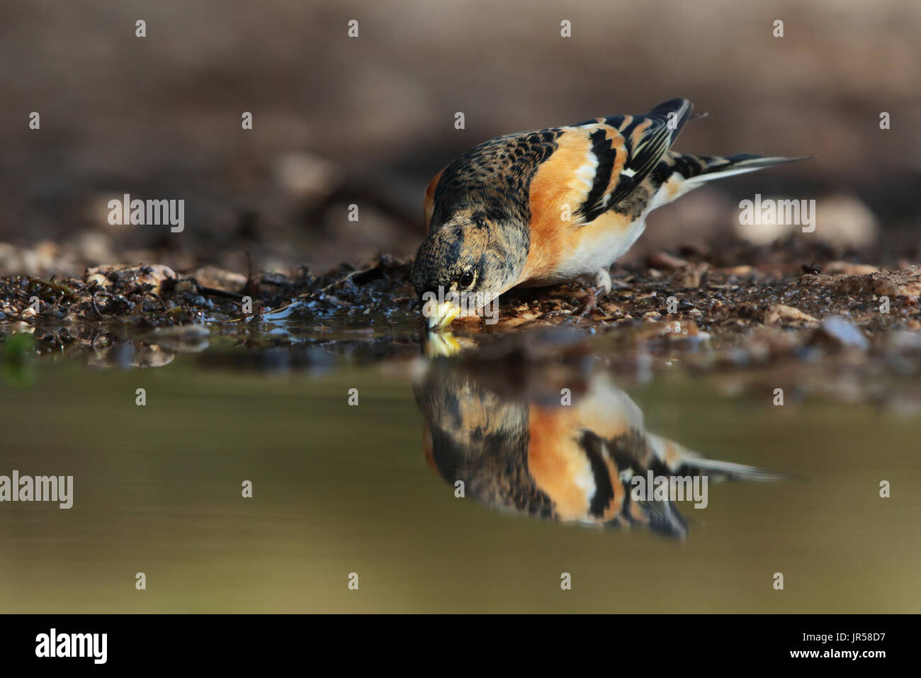 Le Brambling (fringilla montifringilla) est un finch aux couleurs magnifiques de la Scandinavie qui hiverne en Europe. Banque D'Images