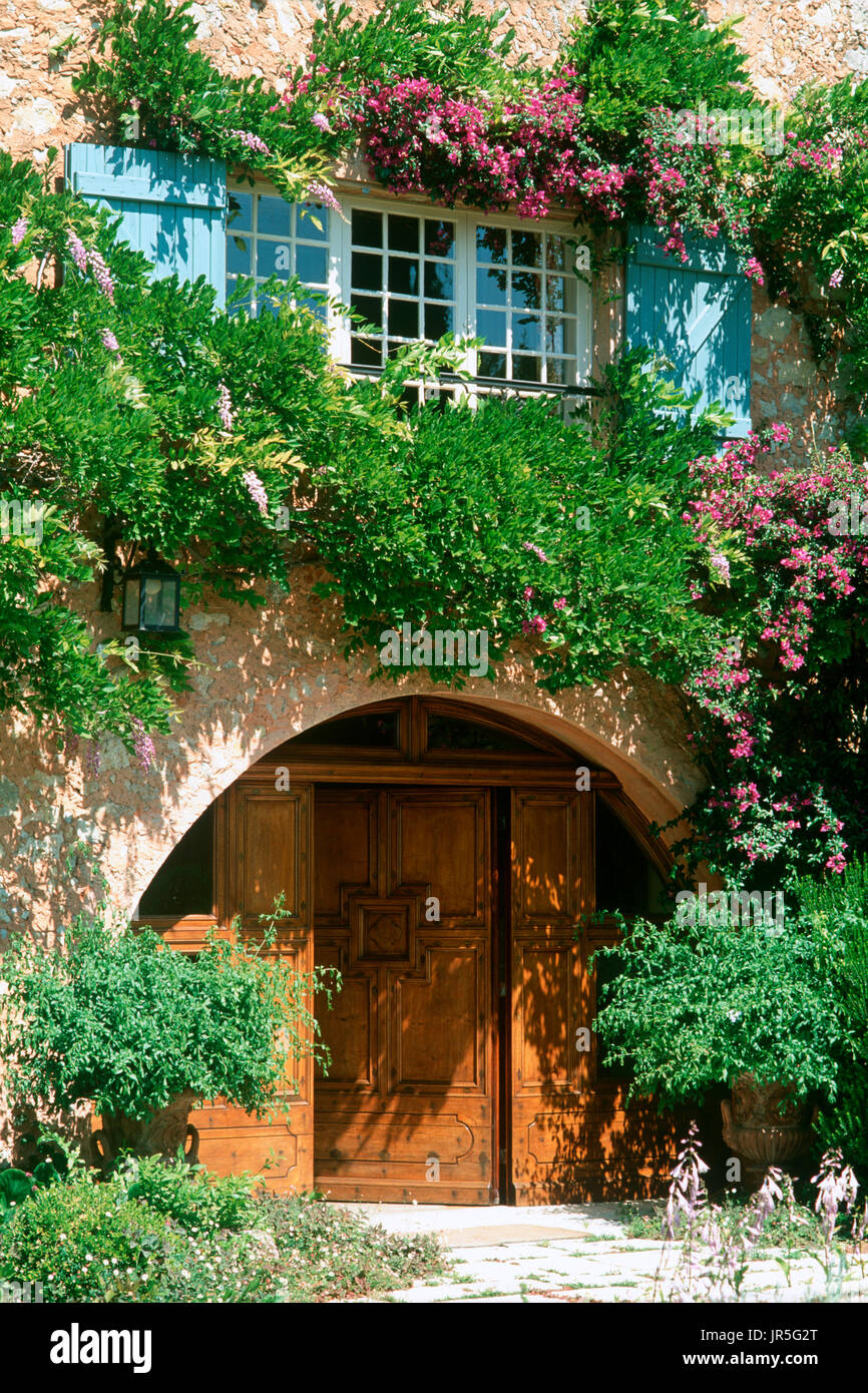 La floraison des vignes sur façade Banque D'Images