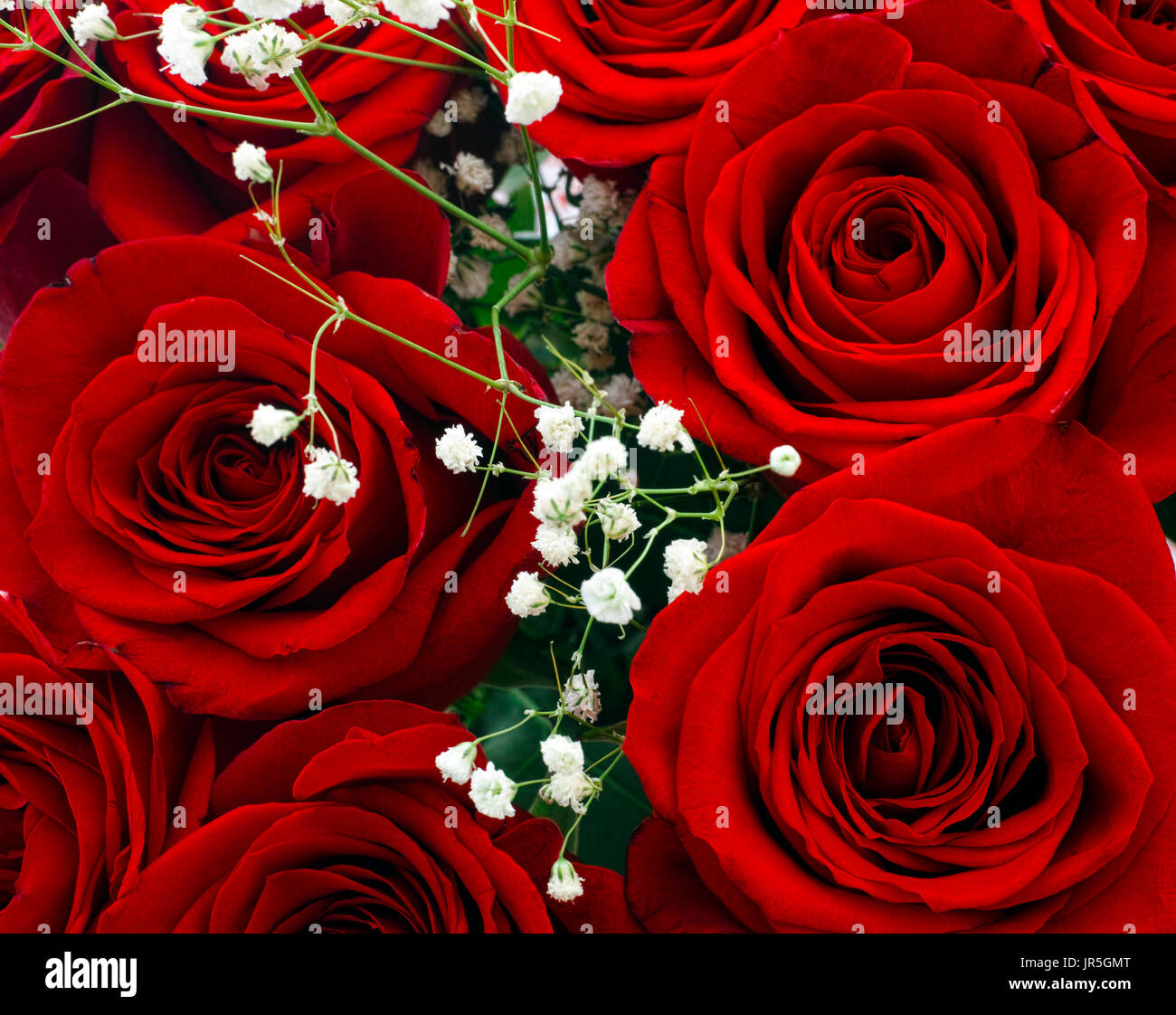 Bouquet de roses rouges et de petites fleurs blanches Photo Stock - Alamy