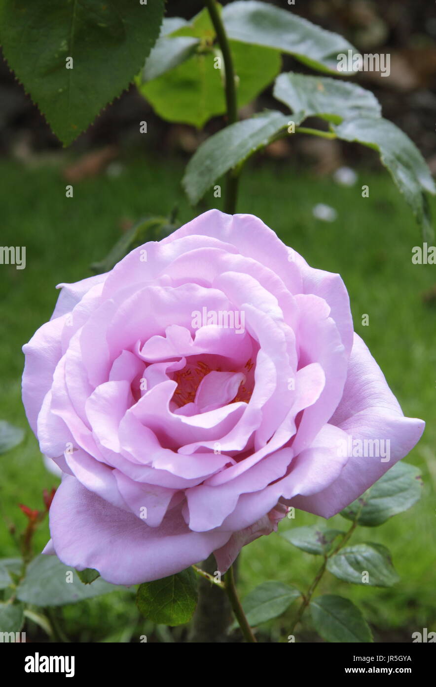 Rosa 'Blue Moon' (Tannacht), un hybride parfumé tearose, la floraison dans un jardin anglais border en été (juin) Banque D'Images