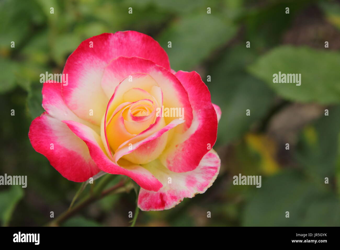 Rosa .Double Delight', un plateau très parfumées rose, en pleine floraison dans un jardin ensoleillé frontière, UK - Juin Banque D'Images