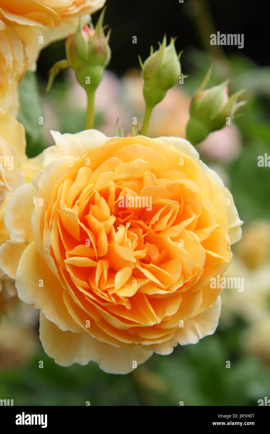 Rosa 'Crown Princess Margareta', une rose anglaise escalade produites par David Austin, jardin anglais en été Banque D'Images