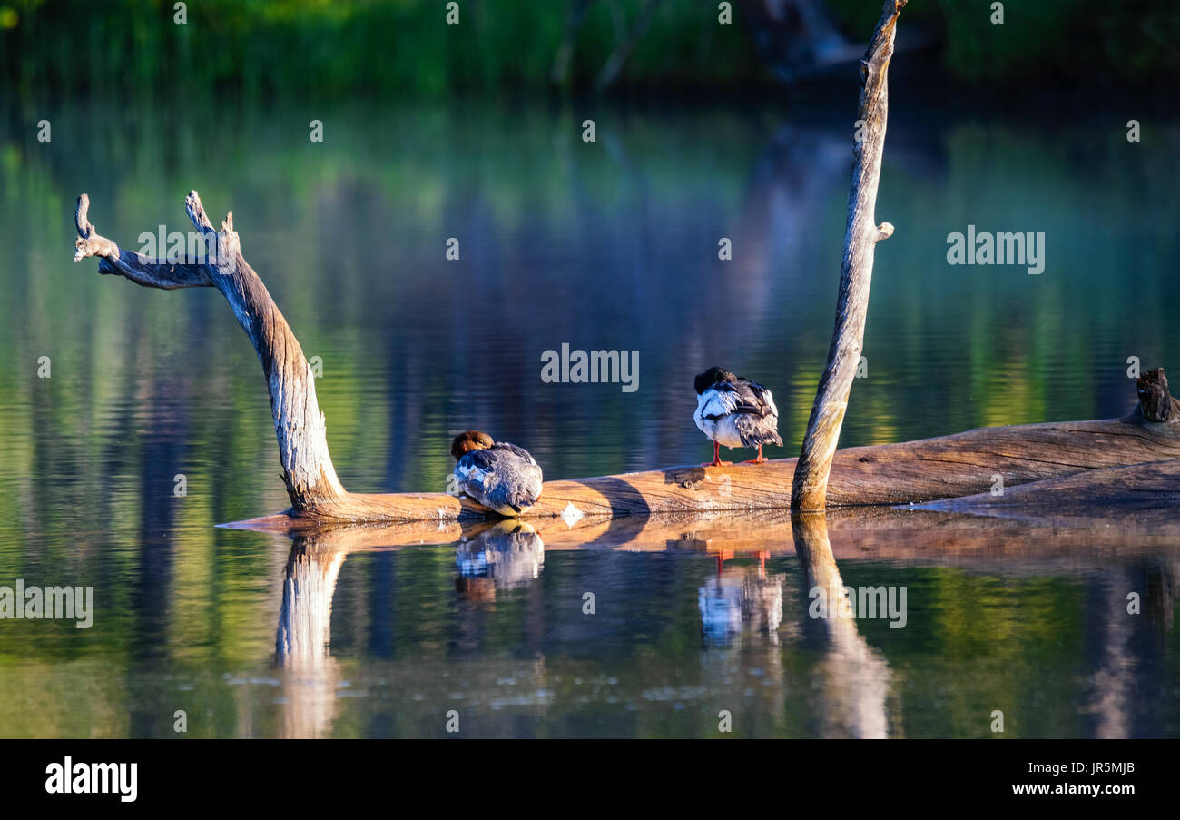 Deux beaux canards sauvages colorées, assis sur une branche, se cachant leurs becs. matin, le lever du soleil. Le parc national de Yellowstone. Banque D'Images