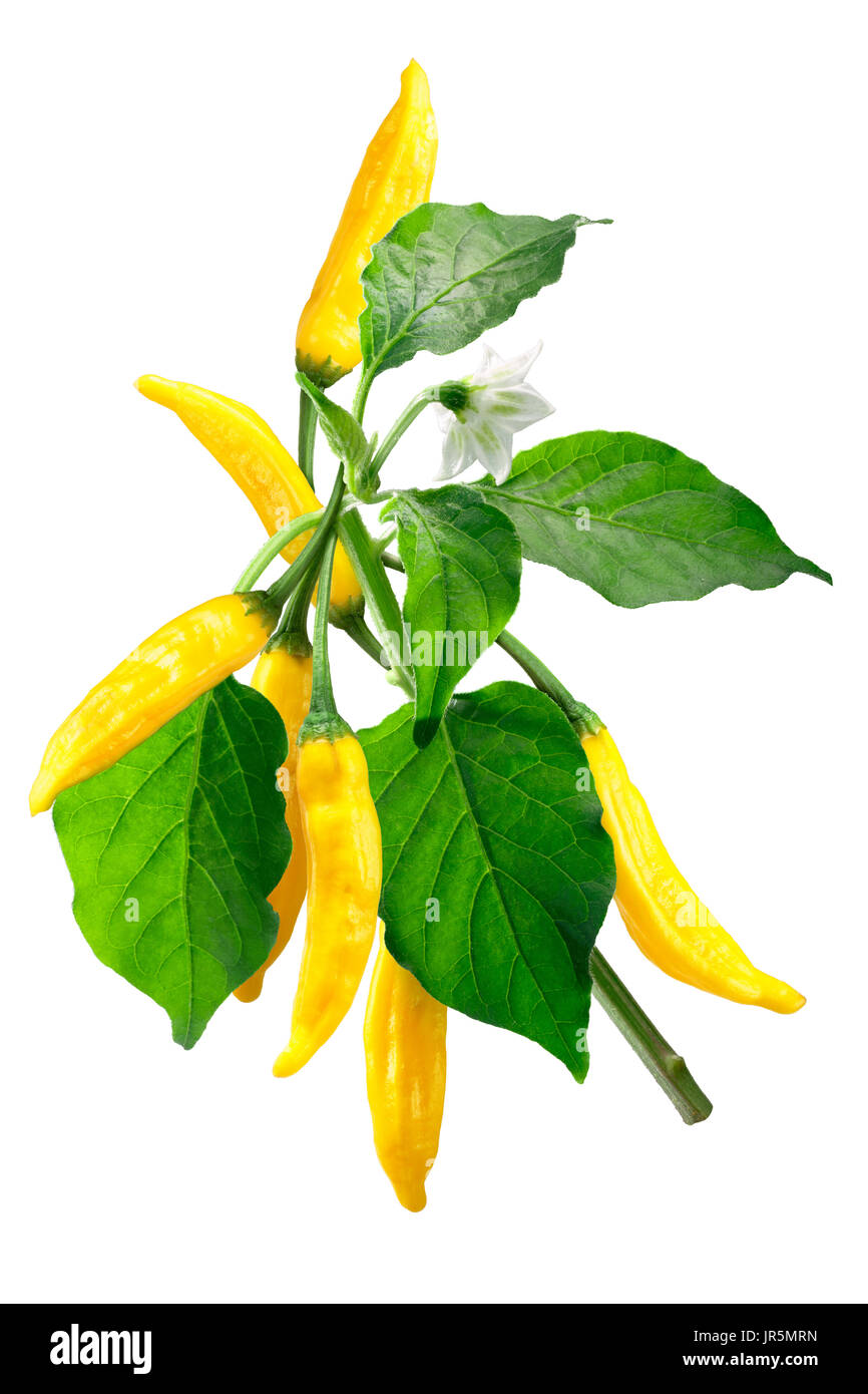 Aji Aji ou au citron Limon poivron (Capsicum baccatum). Fruits, feuilles, fleur. Clipping path Banque D'Images