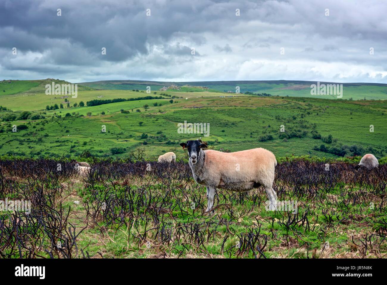 Un rendu nettement face noire Scotch unique brebis seul sur Dartmoor National Park parmi les brûlés heather reste avec une toile de fond de la verdure du cadre de référence. Banque D'Images