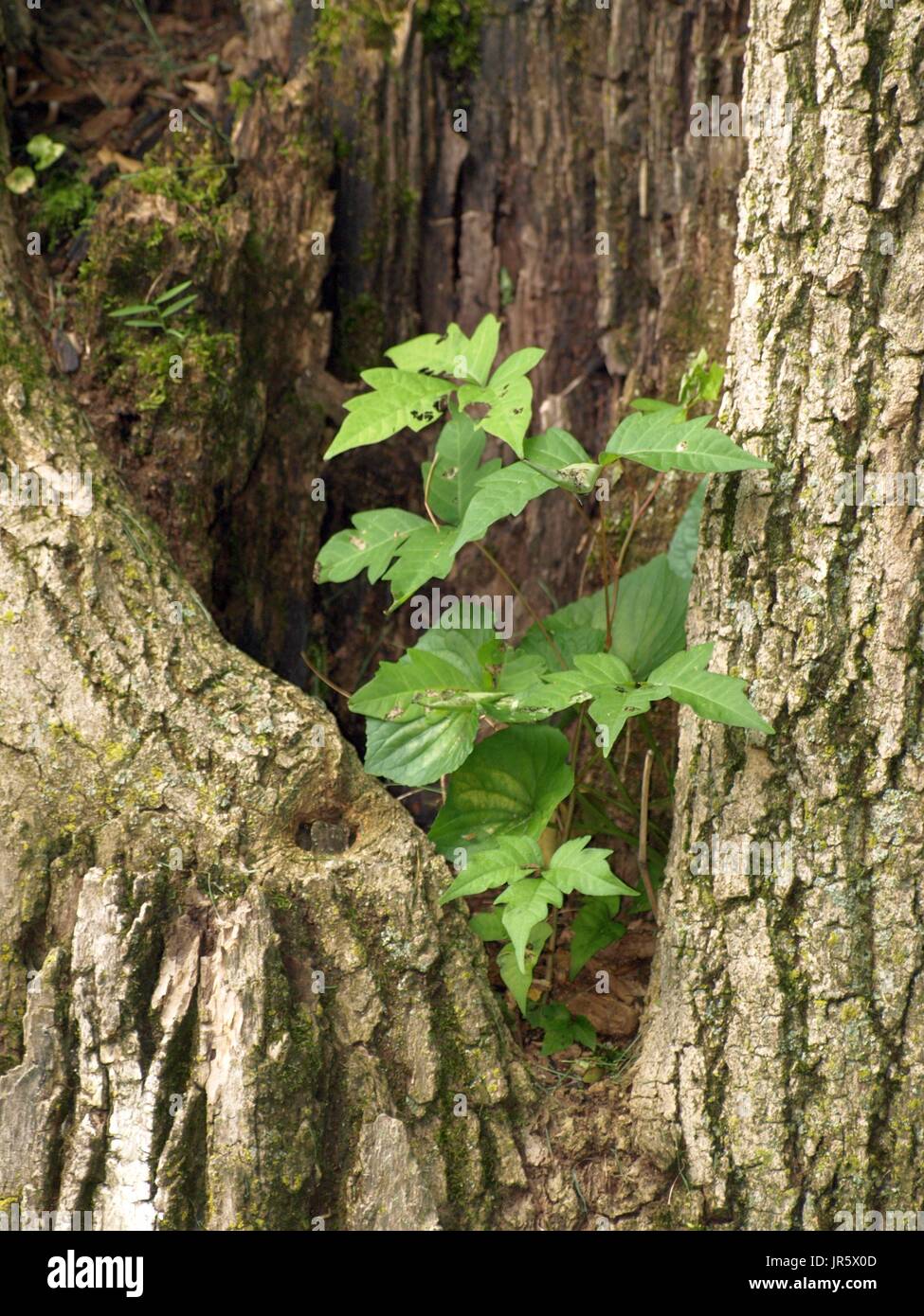 De plus en plus à l'intérieur des gaules de tronc d'arbre mort grand Banque D'Images