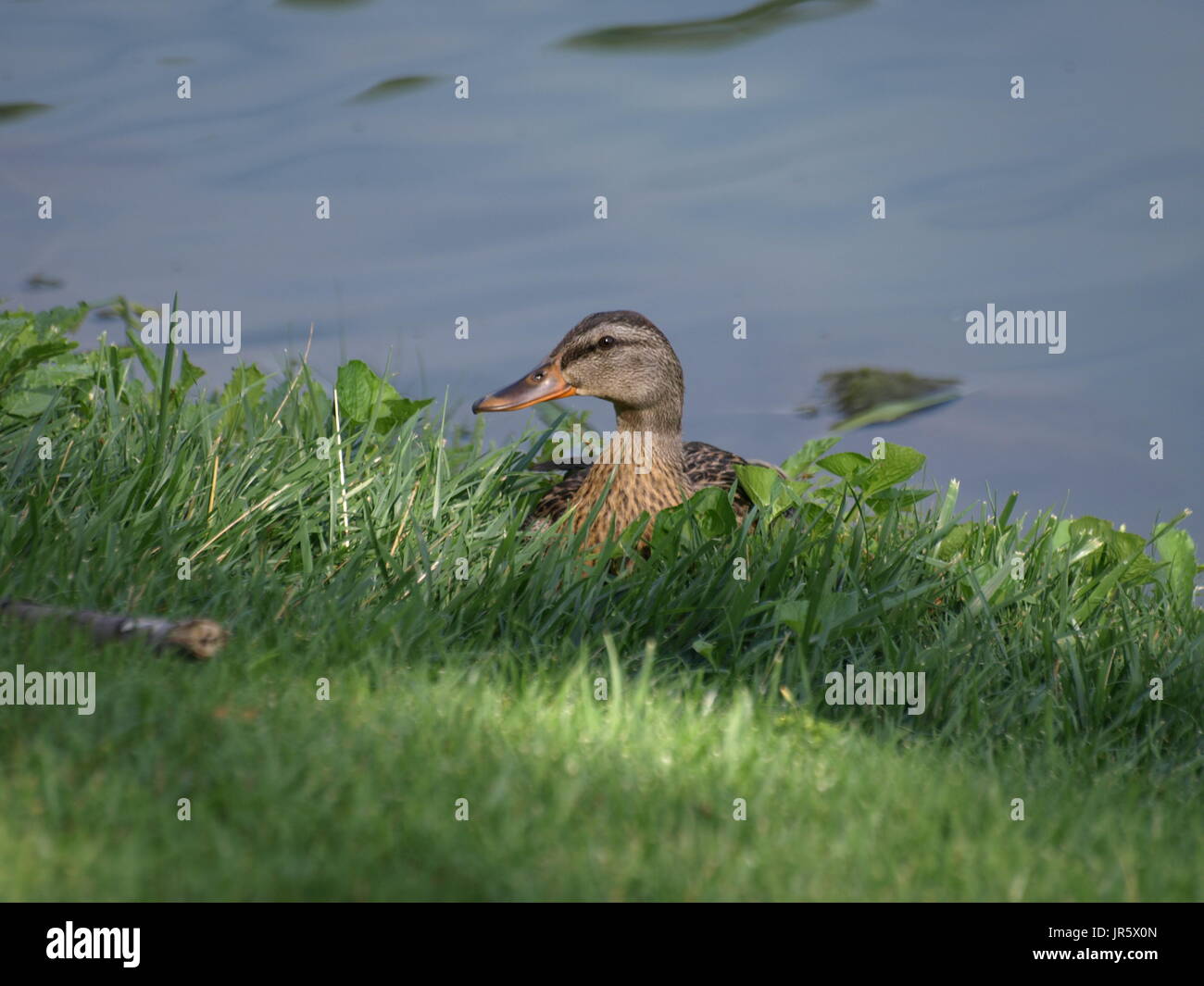 Brown canard colvert se reposant dans l'herbe au bord du lac, à la recherche sur le côté Banque D'Images Brown canard colvert se reposant dans l'herbe au bord du lac, à la recherche sur le côté Banque D'Images